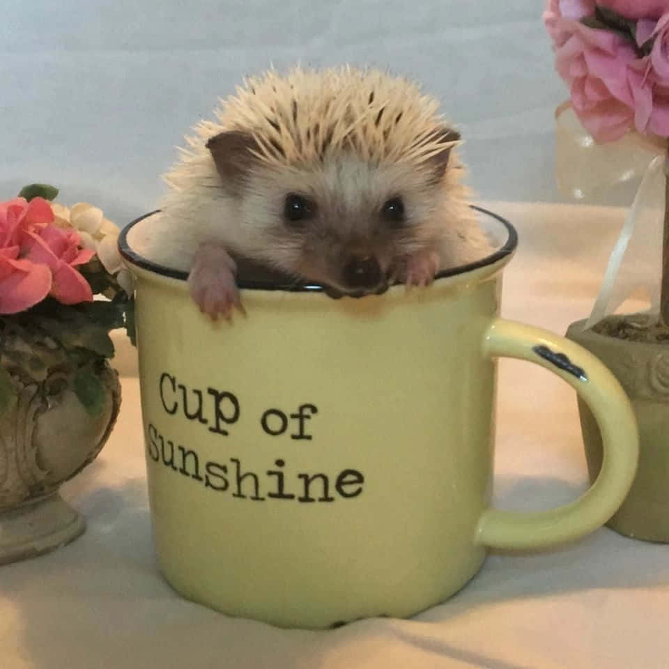Cute Hedgehog Inside Cup Of Sunshine Picture
