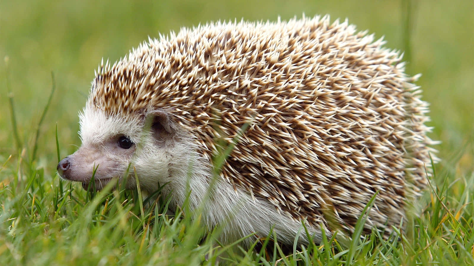 Cute Hedgehog Lying On Grass Field Picture