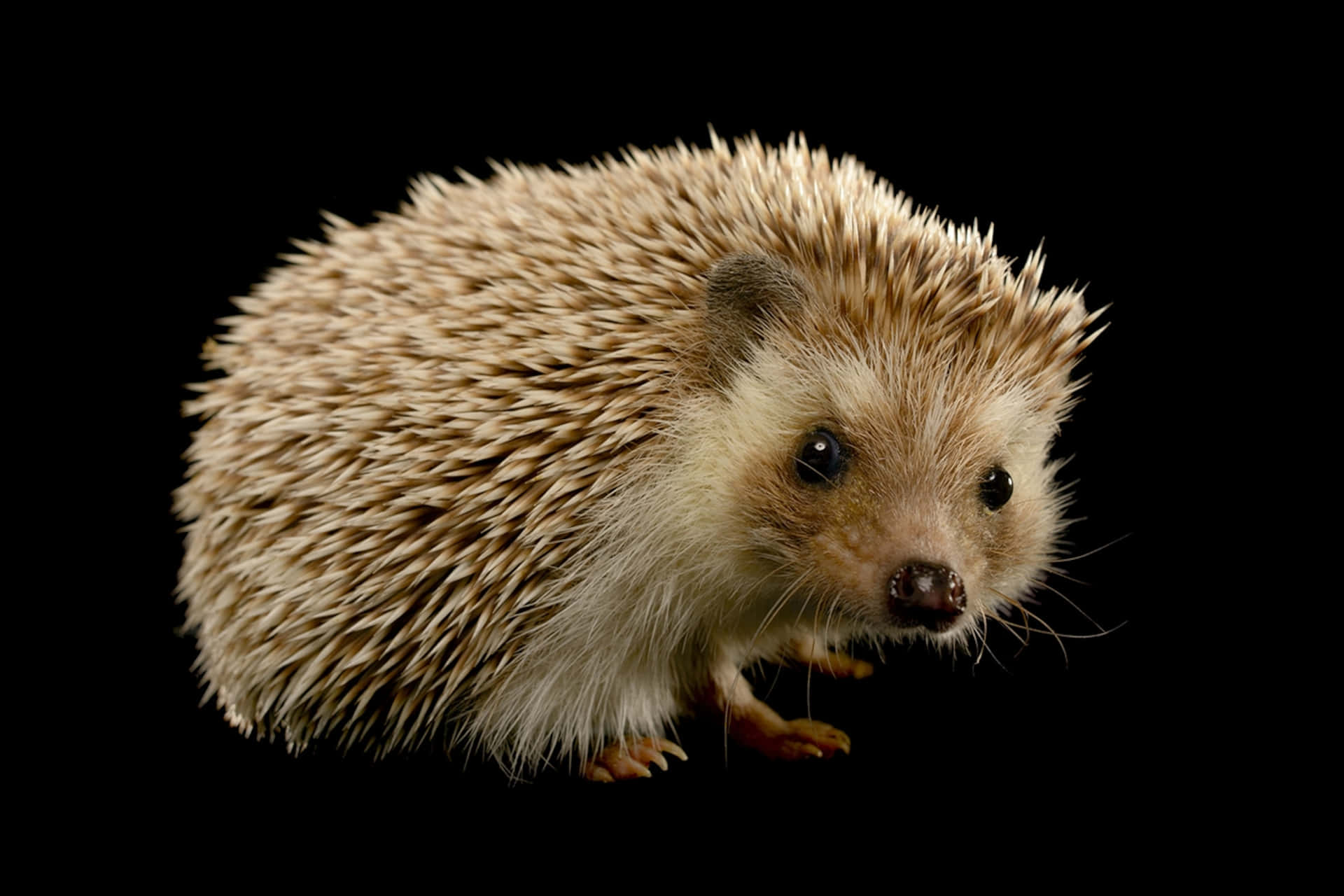 Cute Hedgehog On Black Background Picture