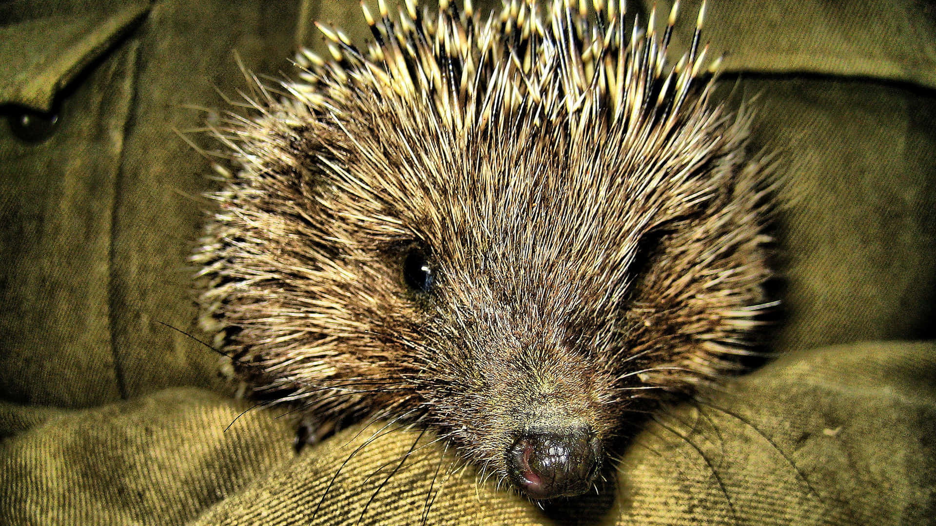 Cute Hedgehog Brown Aesthetic Close-up Picture