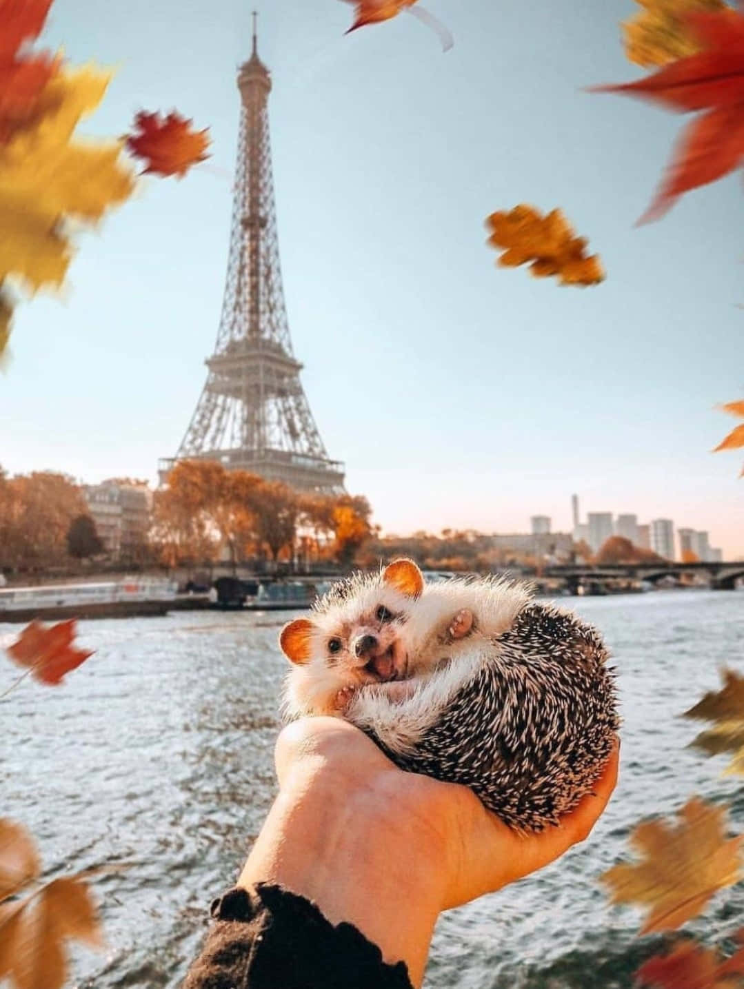 Cute Hedgehog Fall Aesthetic Eiffel Tower Picture