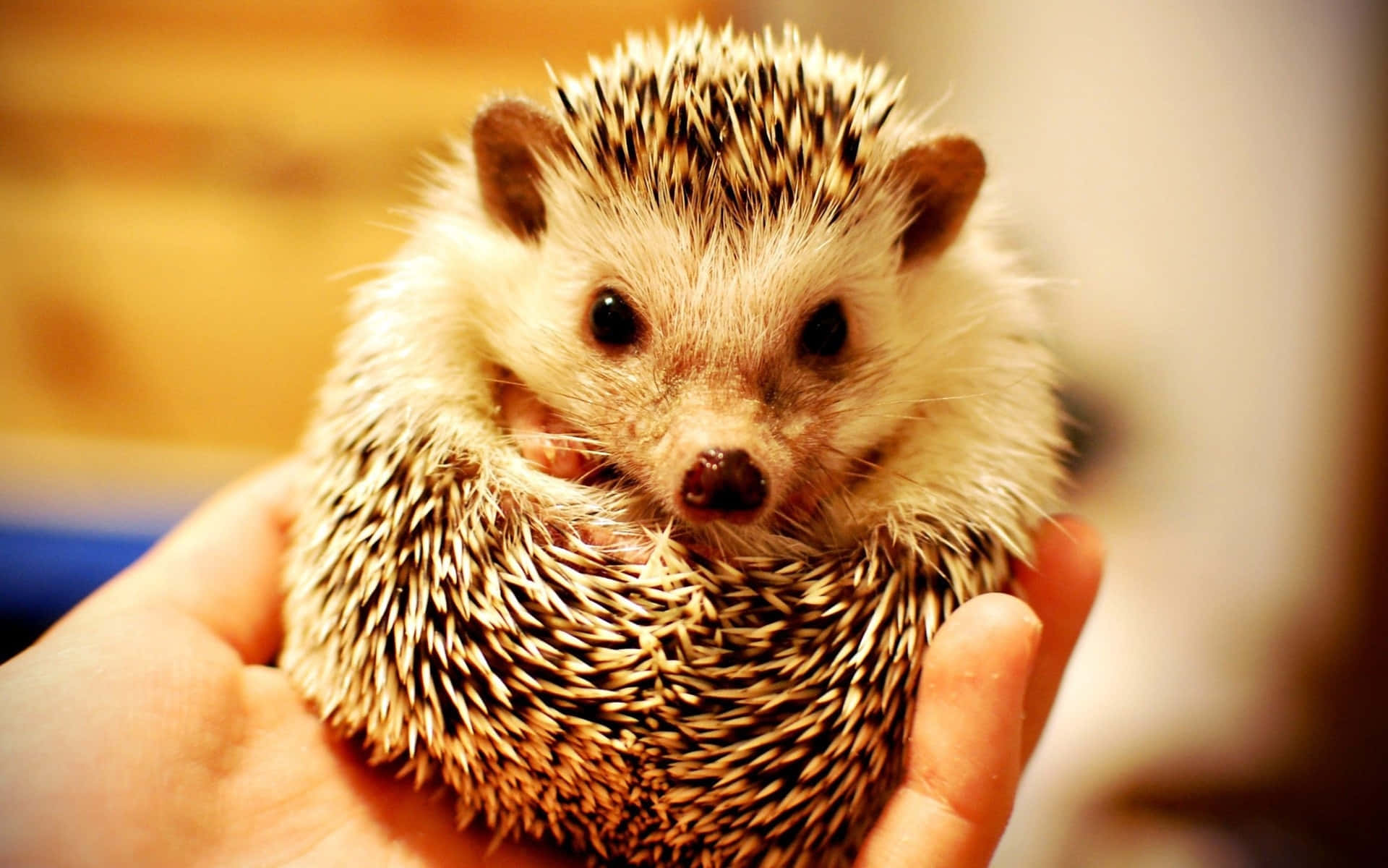 Cute Hedgehog Cupped By Hand Picture