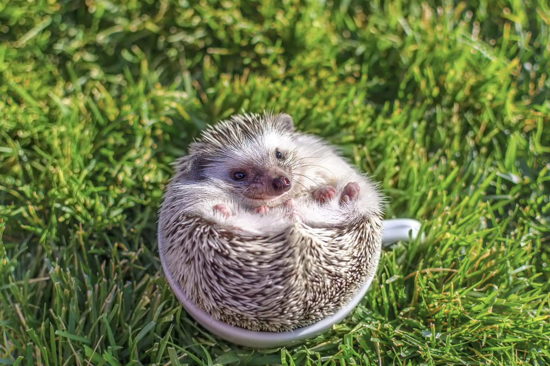 Cute Hedgehog Inside Cup On Grass Picture