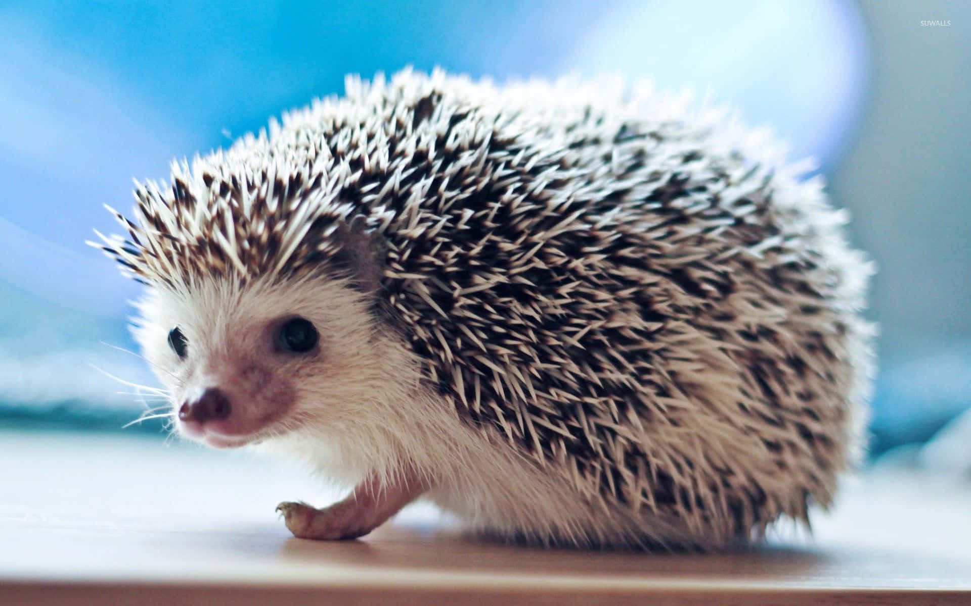 Cute Hedgehog Walking On Table Picture