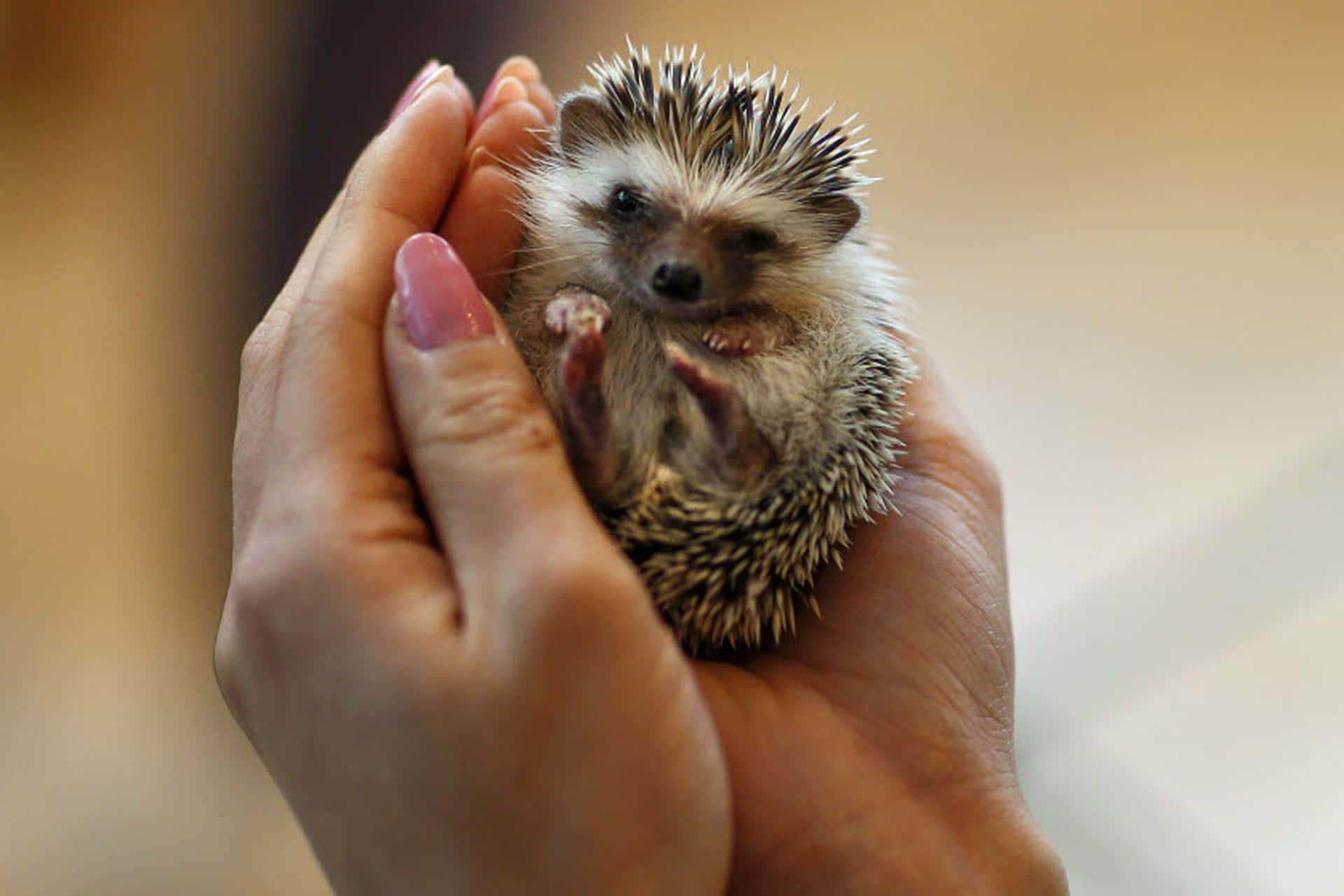 Cute Hedgehog Held In Hands Picture