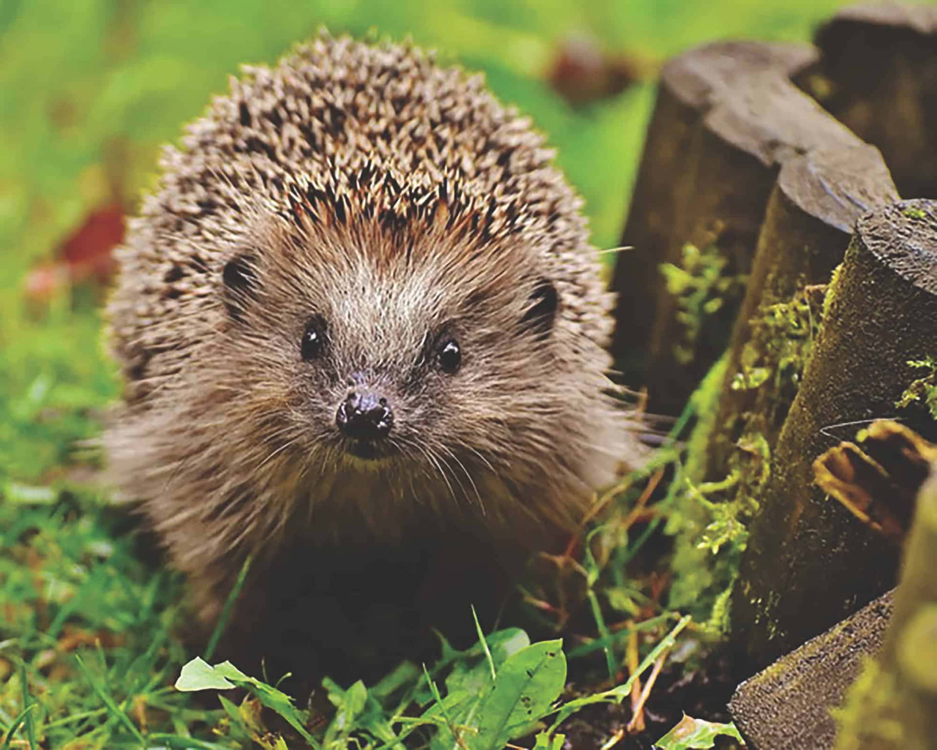 Cute Hedgehog On Grass And Wooden Fence Picture