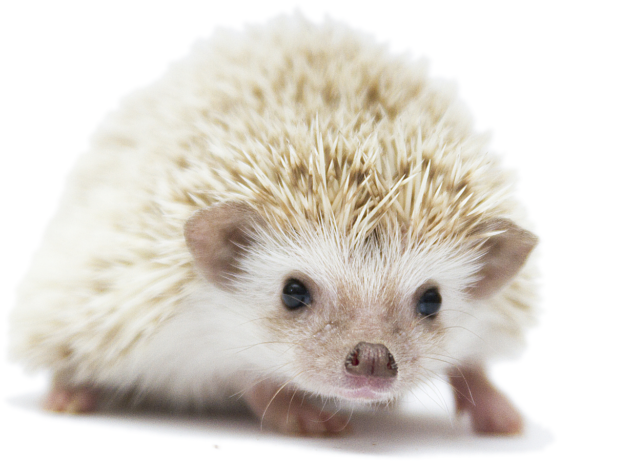 Cute Hedgehog Portrait PNG