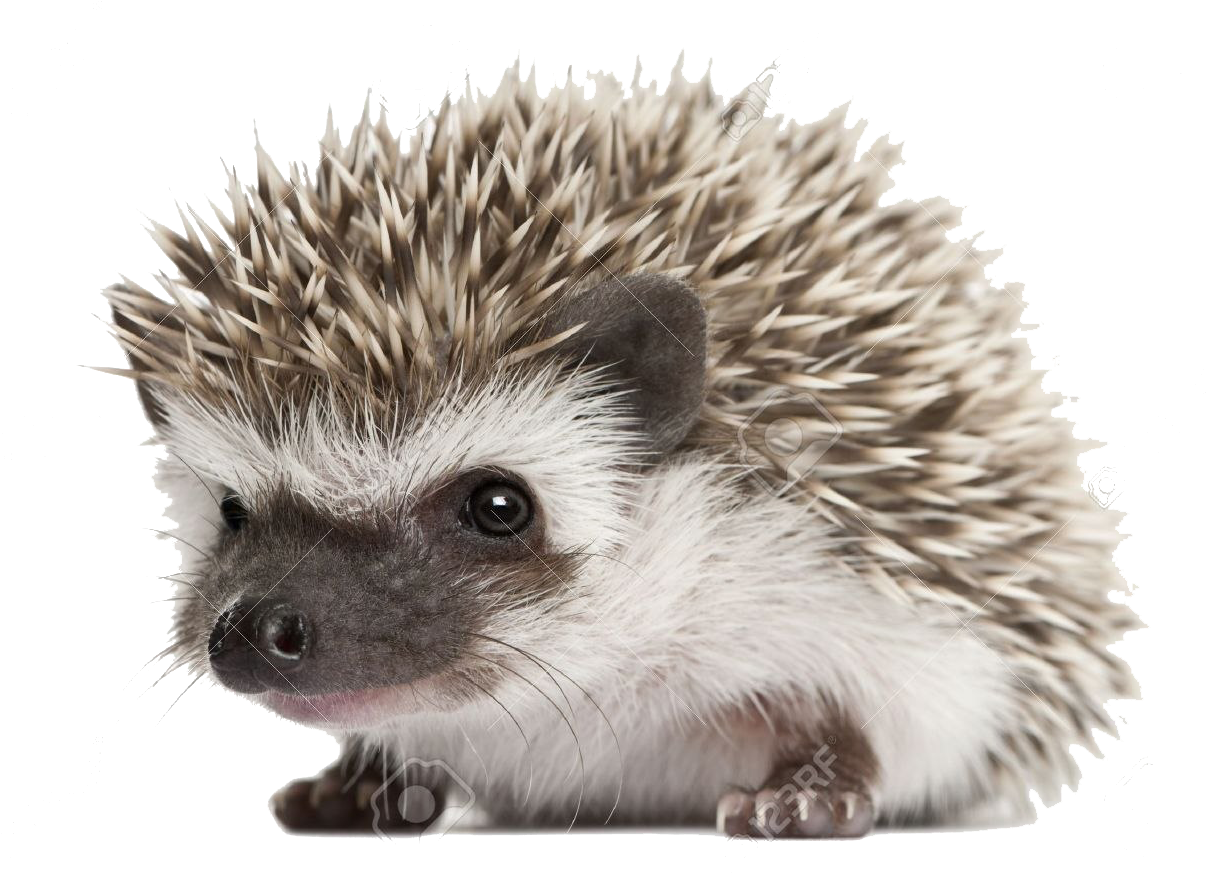 Cute Hedgehog Portrait PNG