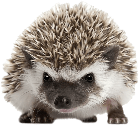 Cute Hedgehog Portrait PNG