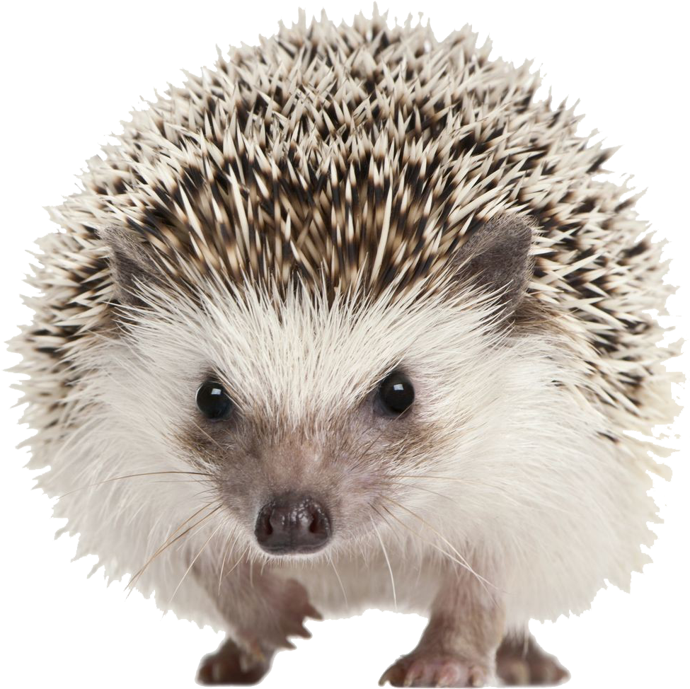 Cute Hedgehog Portrait PNG