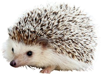 Cute Hedgehog Portrait PNG