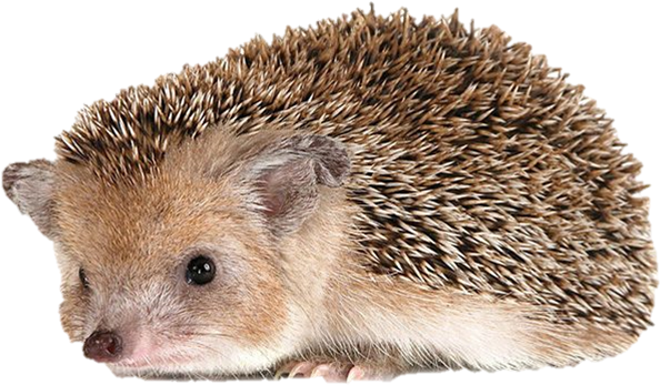 Cute Hedgehog Profile PNG