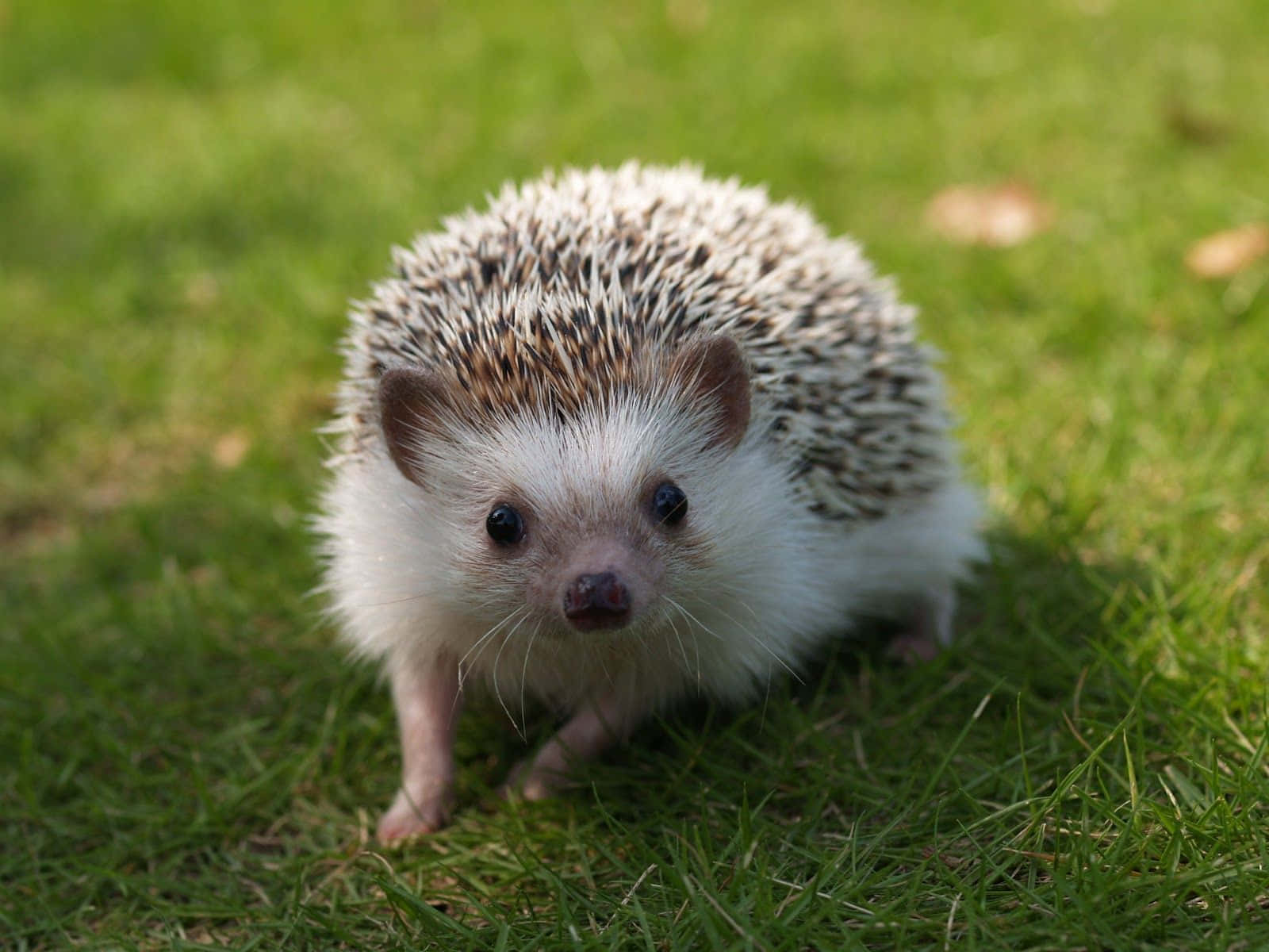 Need an adorable pick-me-up? Check out this cuddly, cute hedgehog! Wallpaper