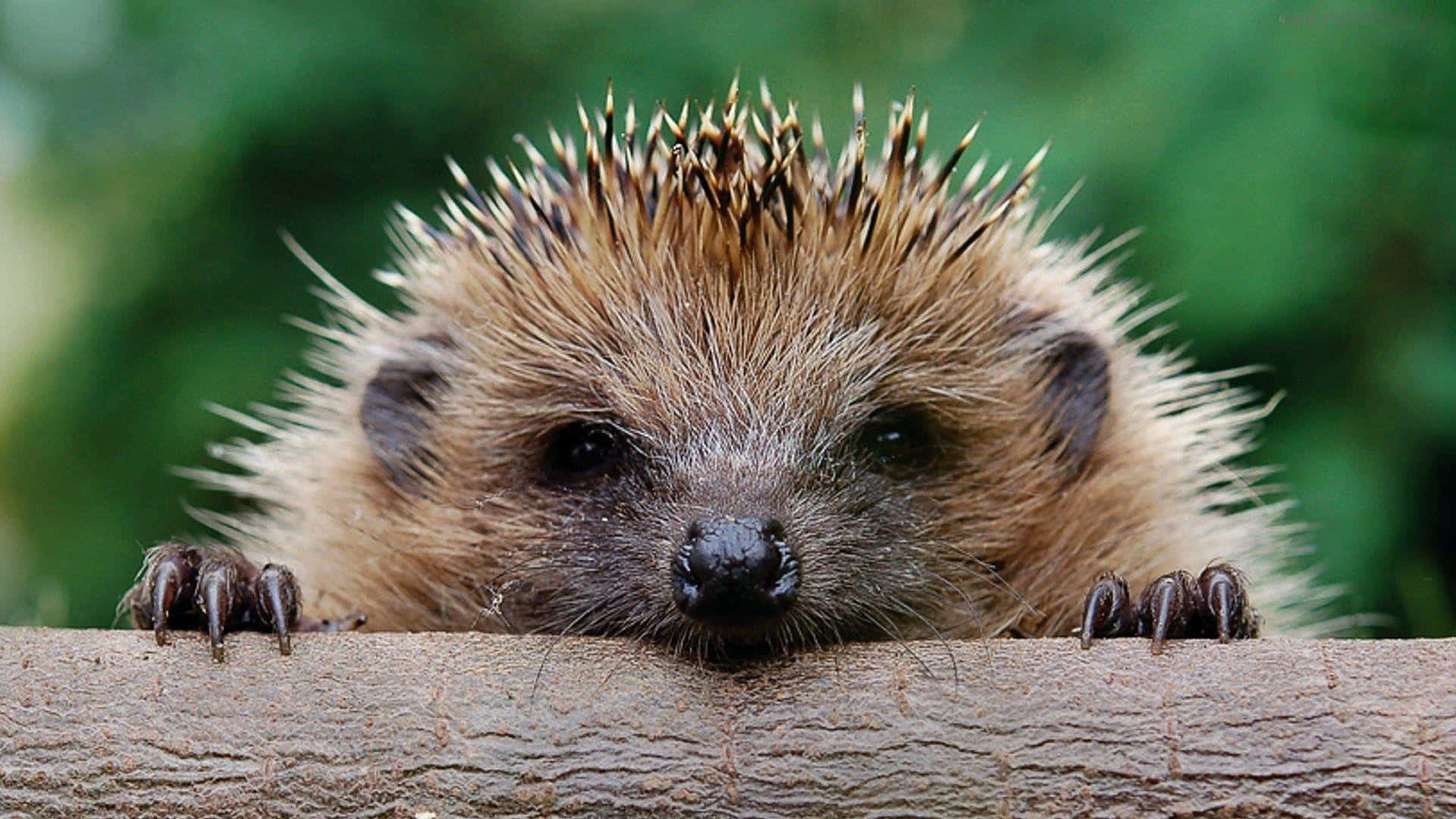 Hedgehog Looking Over A Wooden Fence Wallpaper