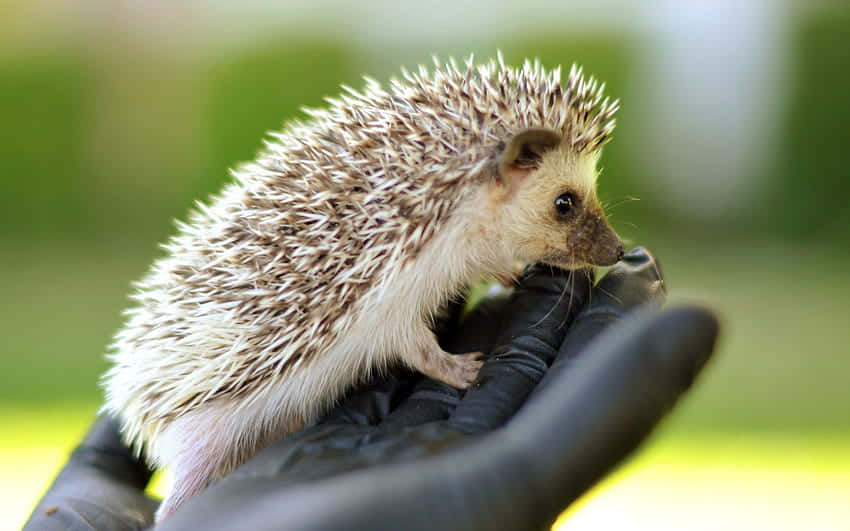 "Check Out This Cute Hedgehog!" Wallpaper