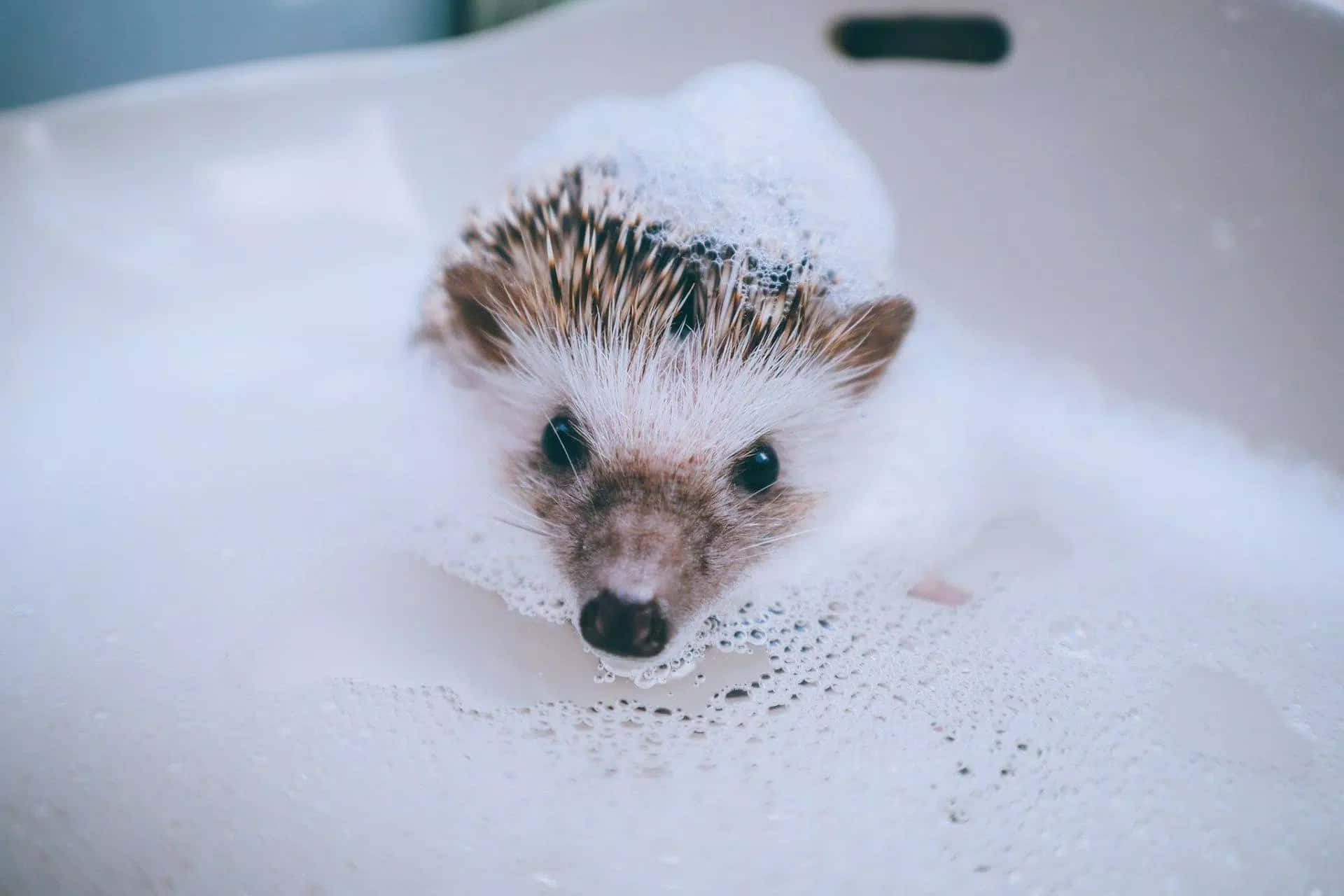 Adorable hedgehog ready for a cuddle Wallpaper