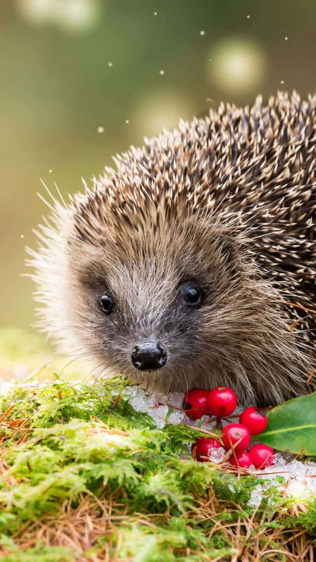 Image  Adorable Cute Hedgehog Wallpaper