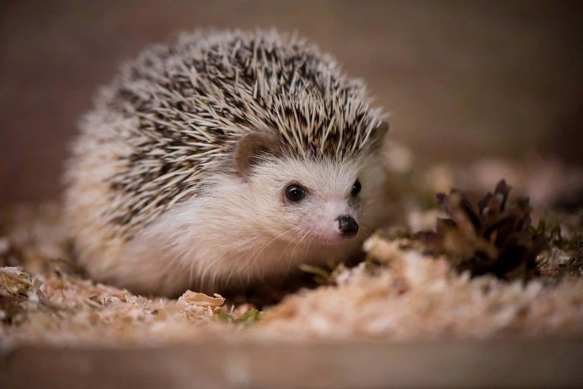 "The most adorable hedgehog!" Wallpaper