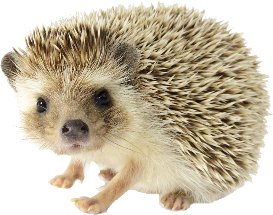 Cute Hedgehog Standing PNG