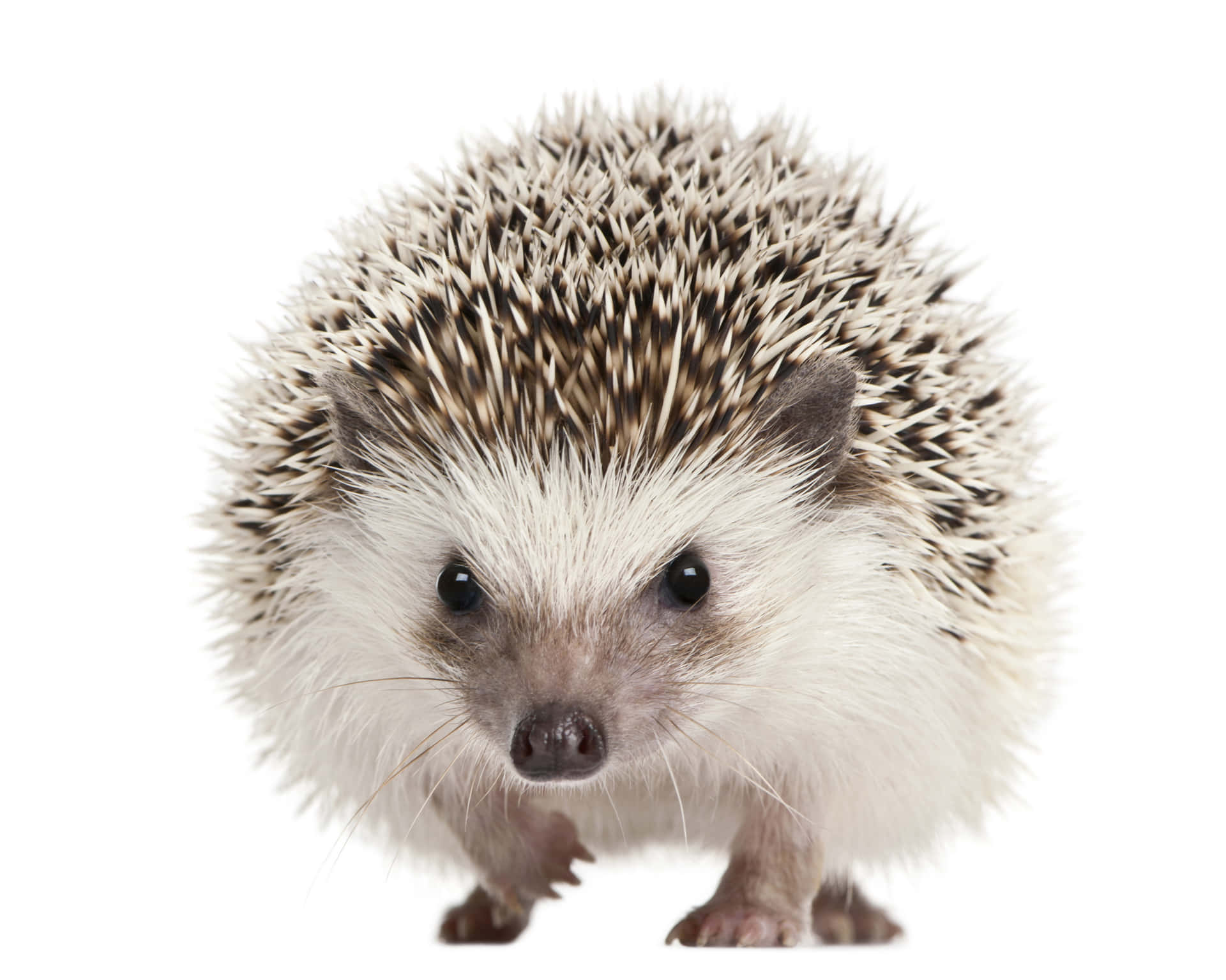 A Hedgehog Is Walking On A White Background Wallpaper