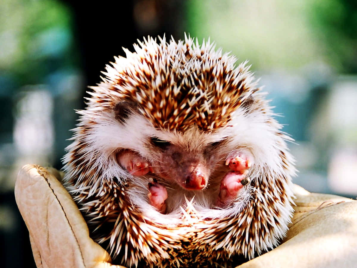 A Small Hedgehog In A Person's Hand Wallpaper