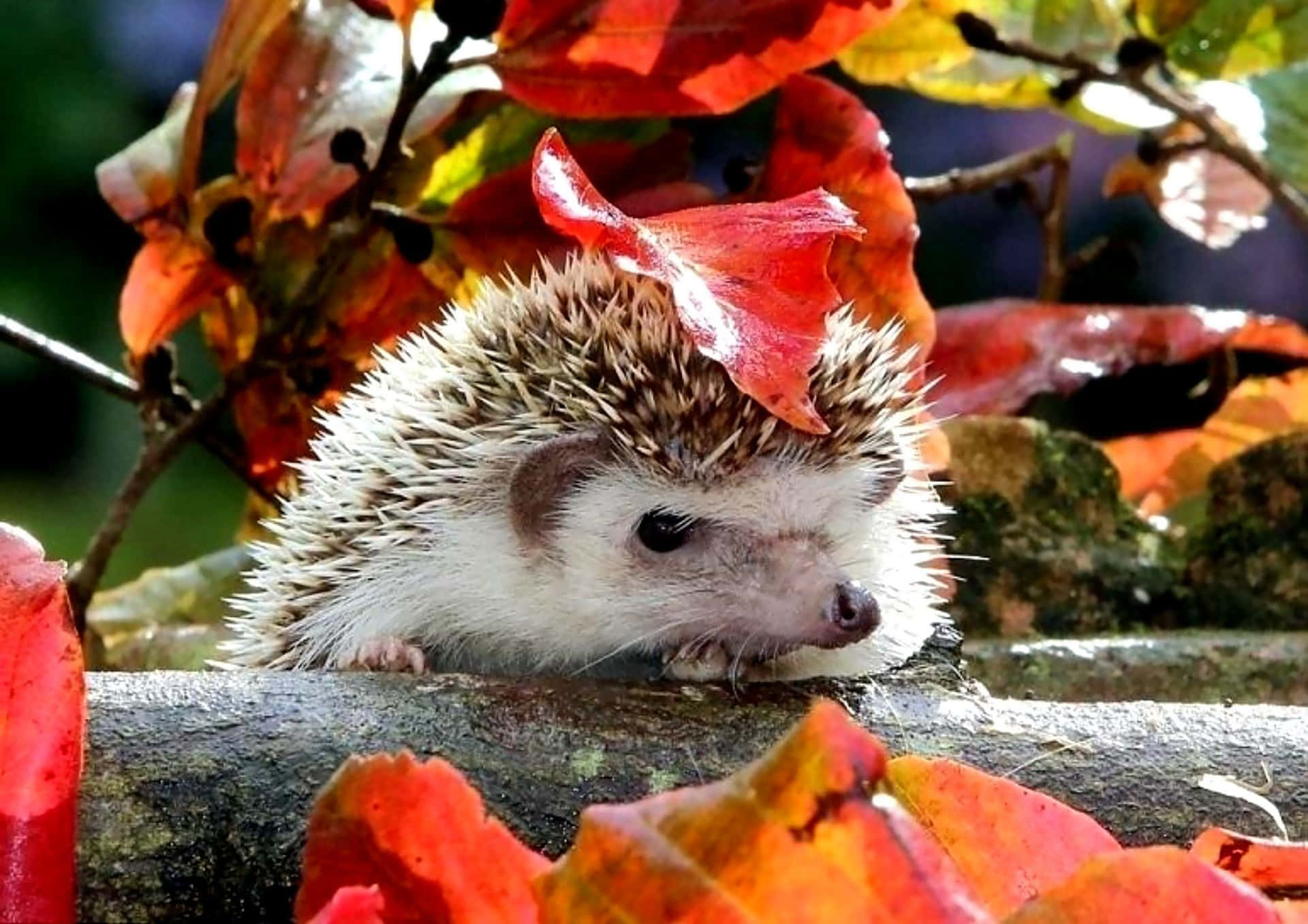 Hedgehogs, Hedgehogs, Hedgehogs, Hedgehogs, Hedgehogs, Hedgehogs, Hedgehogs, Hedgehogs, Wallpaper