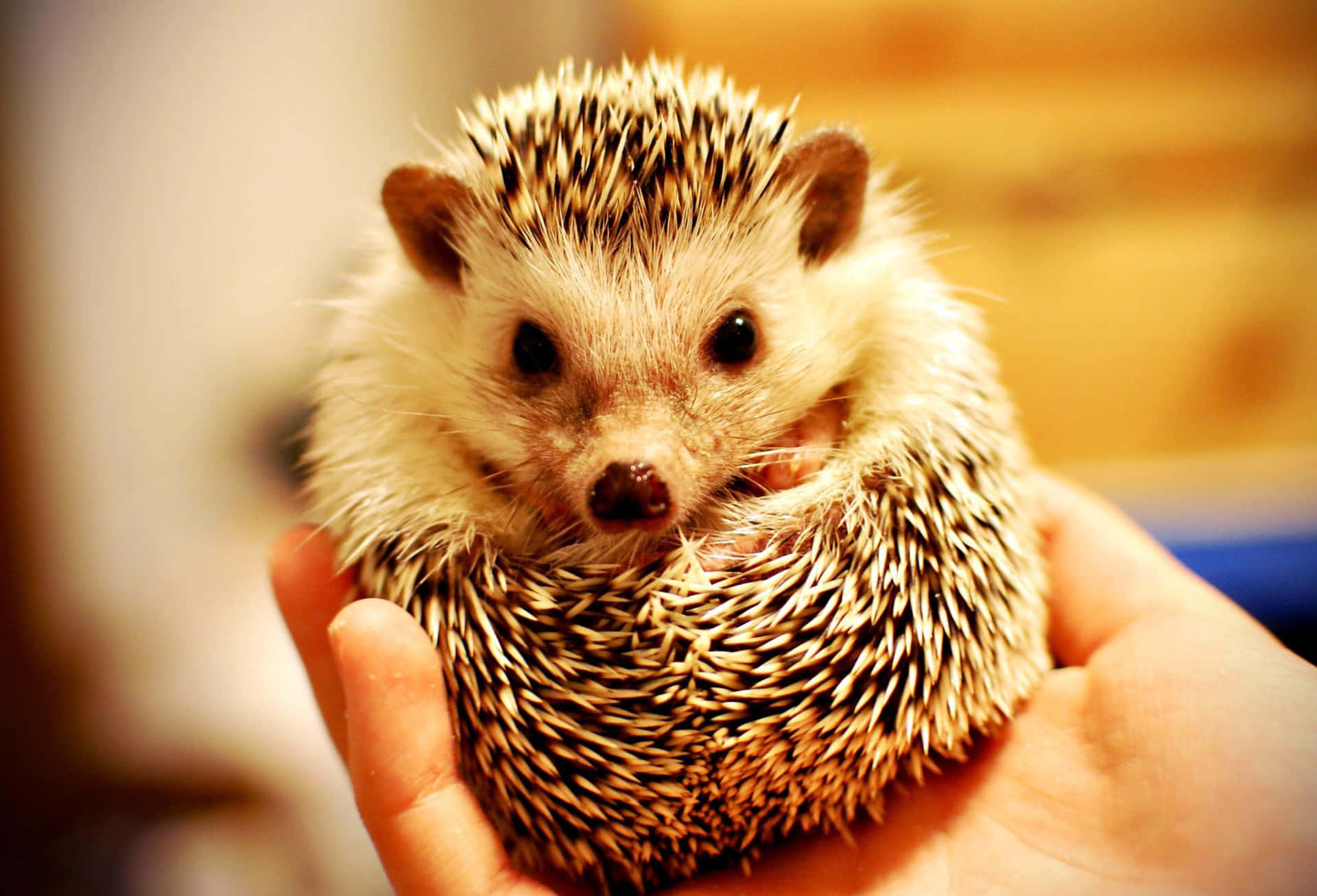 Look at this Cute Hedgehog! Wallpaper