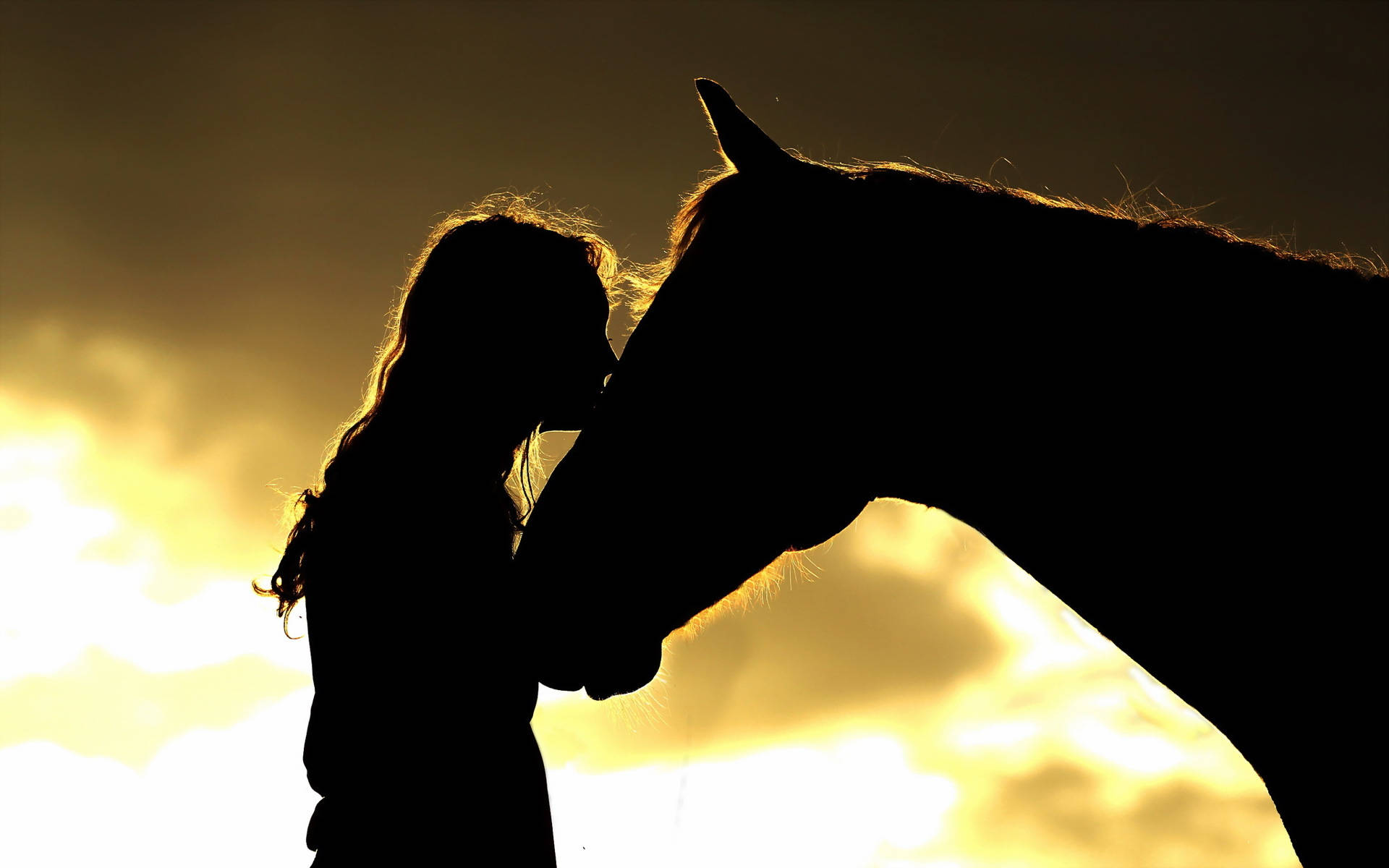 Cute Horse And Lady Silhouette Background
