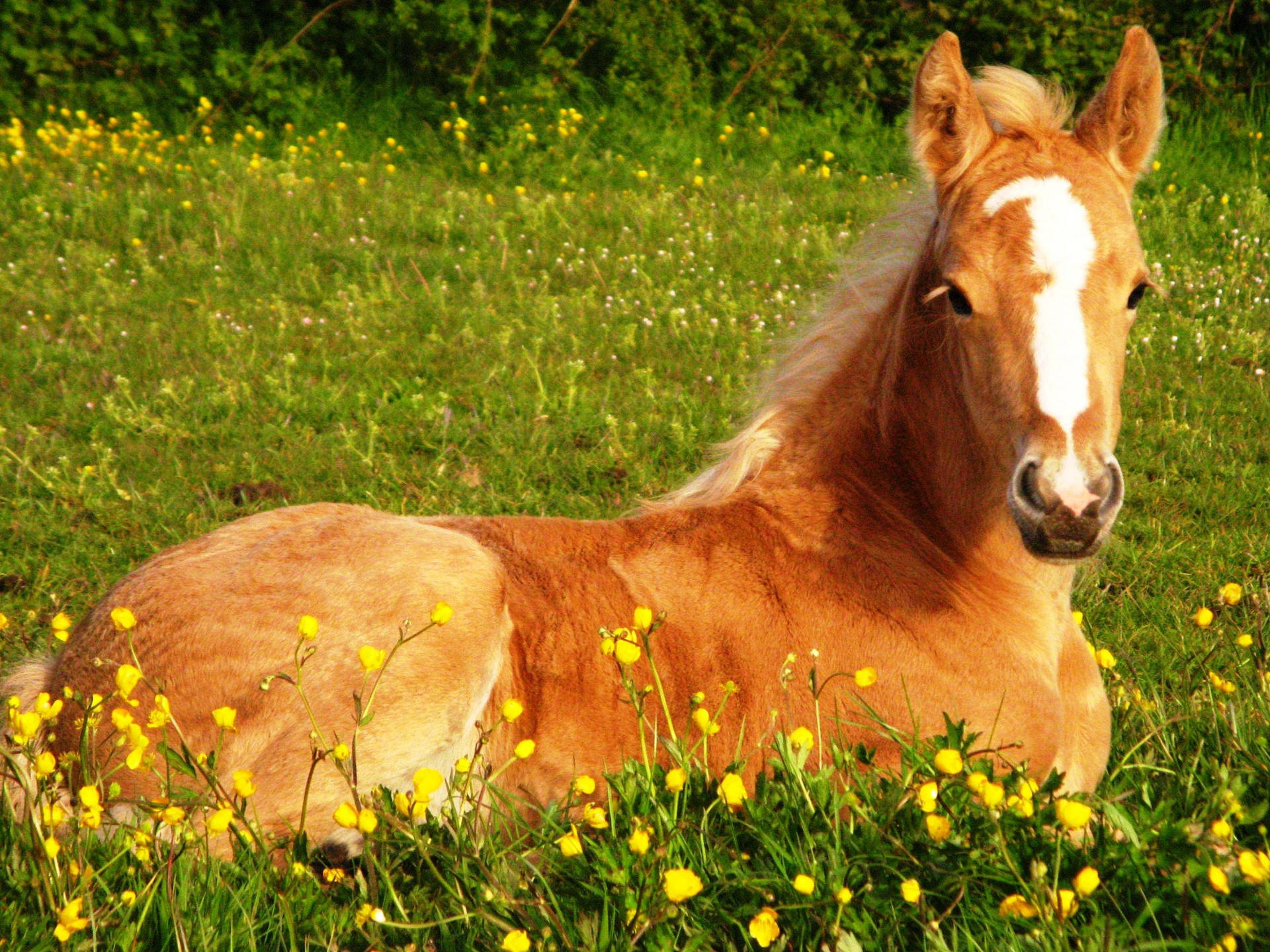 Cute Horse And Yellow Flowers