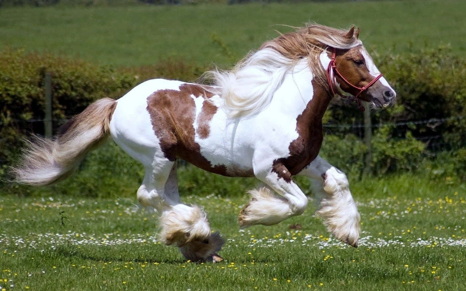 Unbellissimo Cavallo Bianco Si Trova In Un Campo Verde, Crogiolandosi Alla Luce Del Sole.