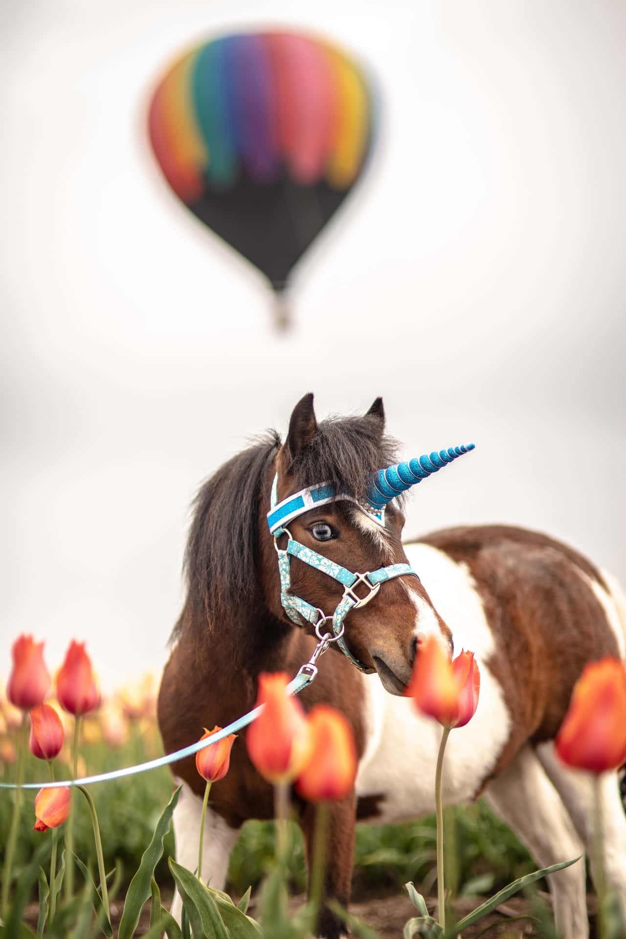 Hermosocaballo Disfrutando De Un Hermoso Día