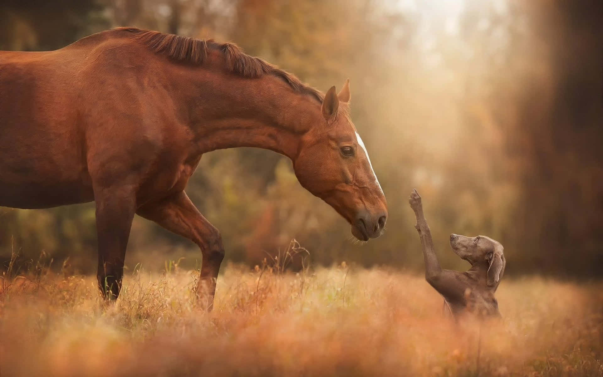 “A Cute Horse Enjoying Some Grass"