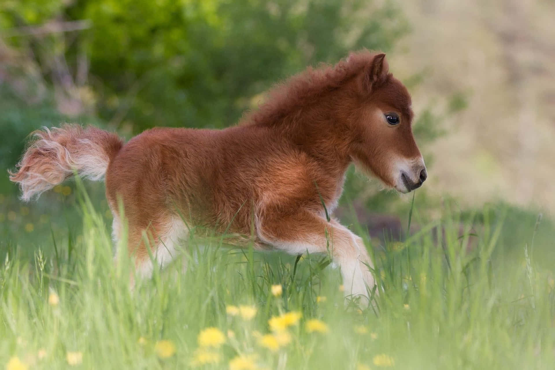 This cute horse is sure to make your day brighter.