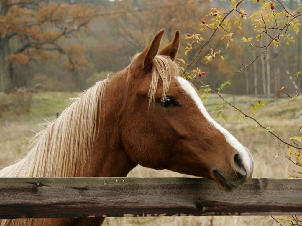 A Horse Is Standing Over A Fence