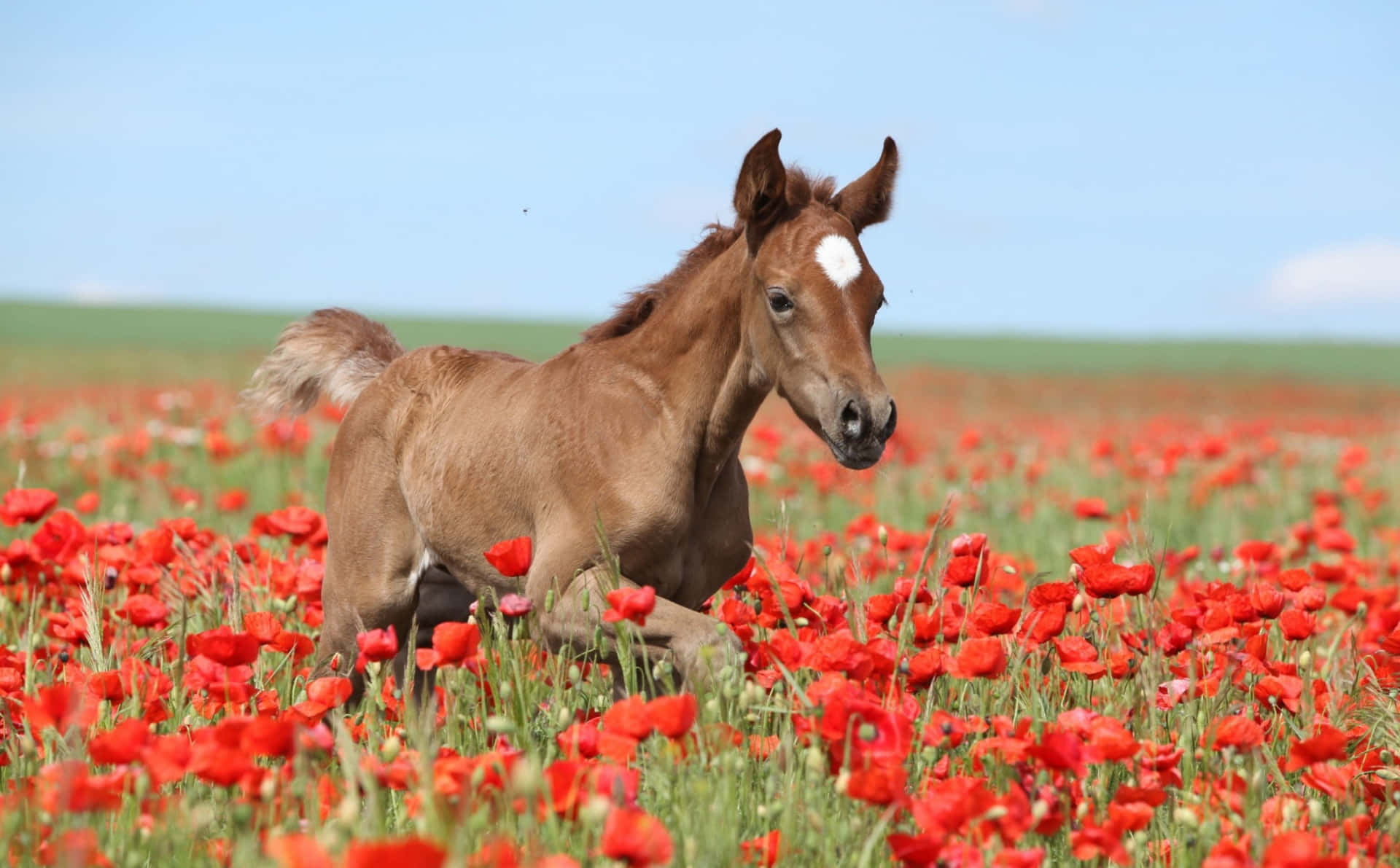 A Brown Horse Running Through A Field Of Red Poppies