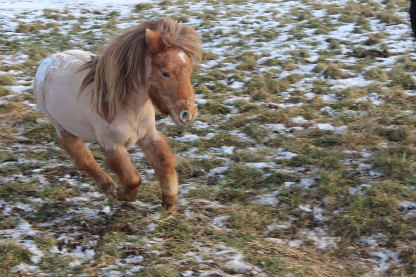 Einkleines Pony Rennt Im Schnee.