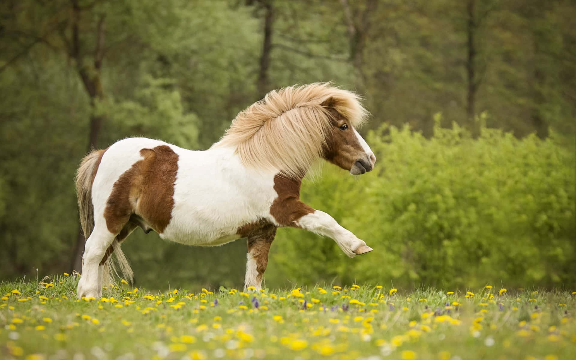 A Lovely Horse with A Flowing Mane