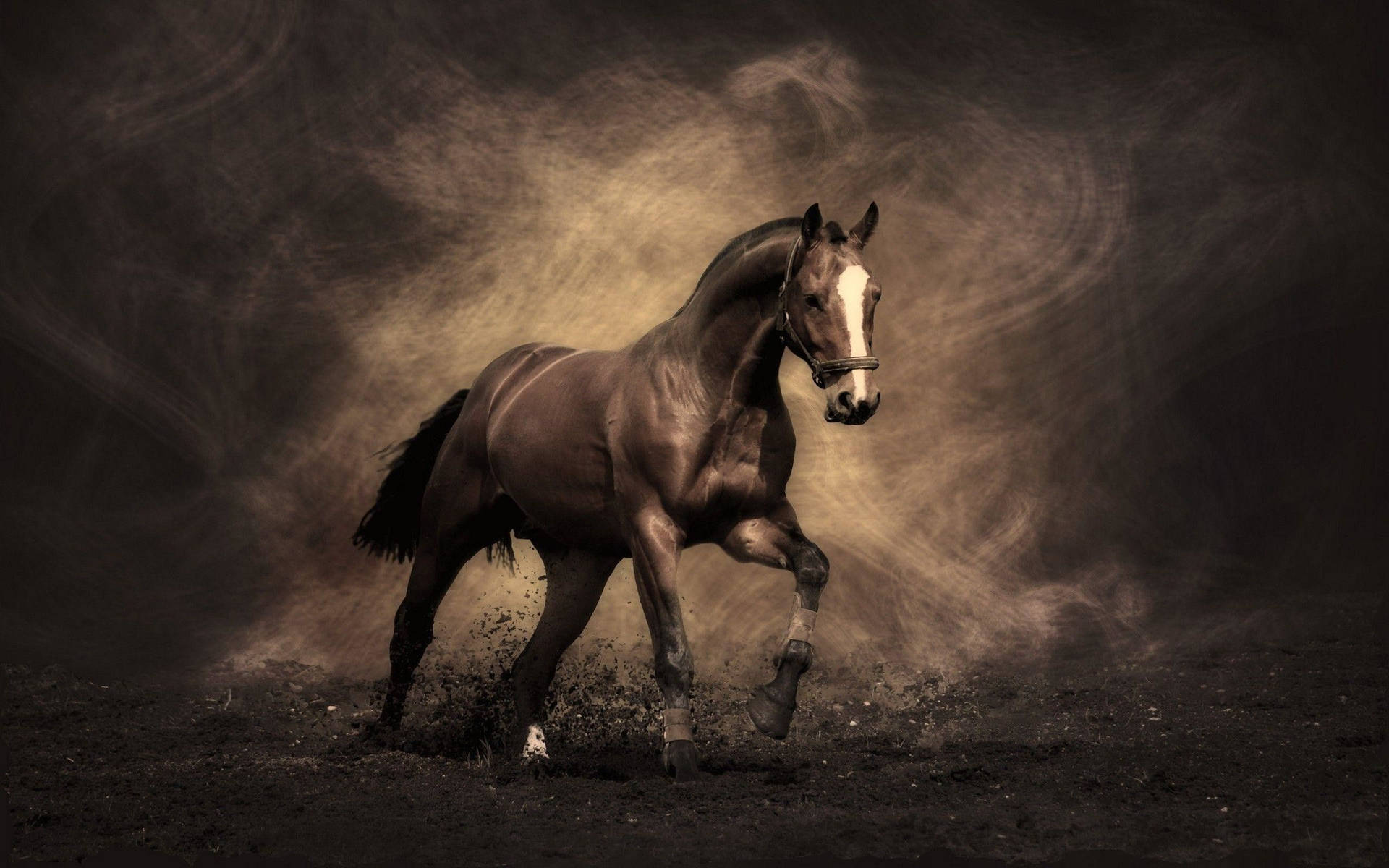 Cute Horse Dark Graphic Background
