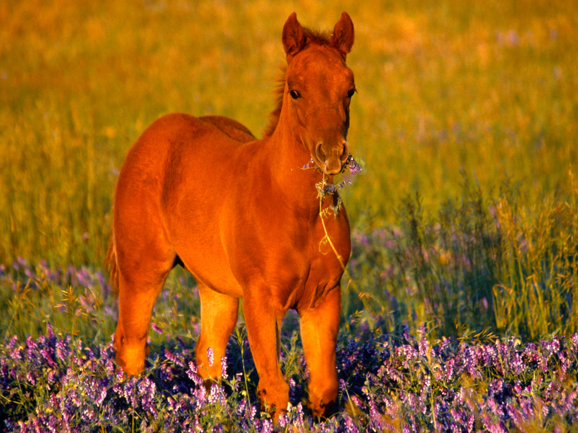 Cute Horse Feeding On Lavender Background
