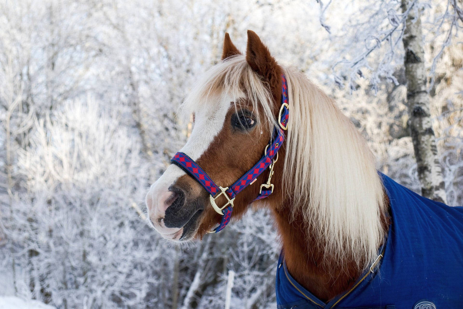 Cute Horse In Blue Outfit Background