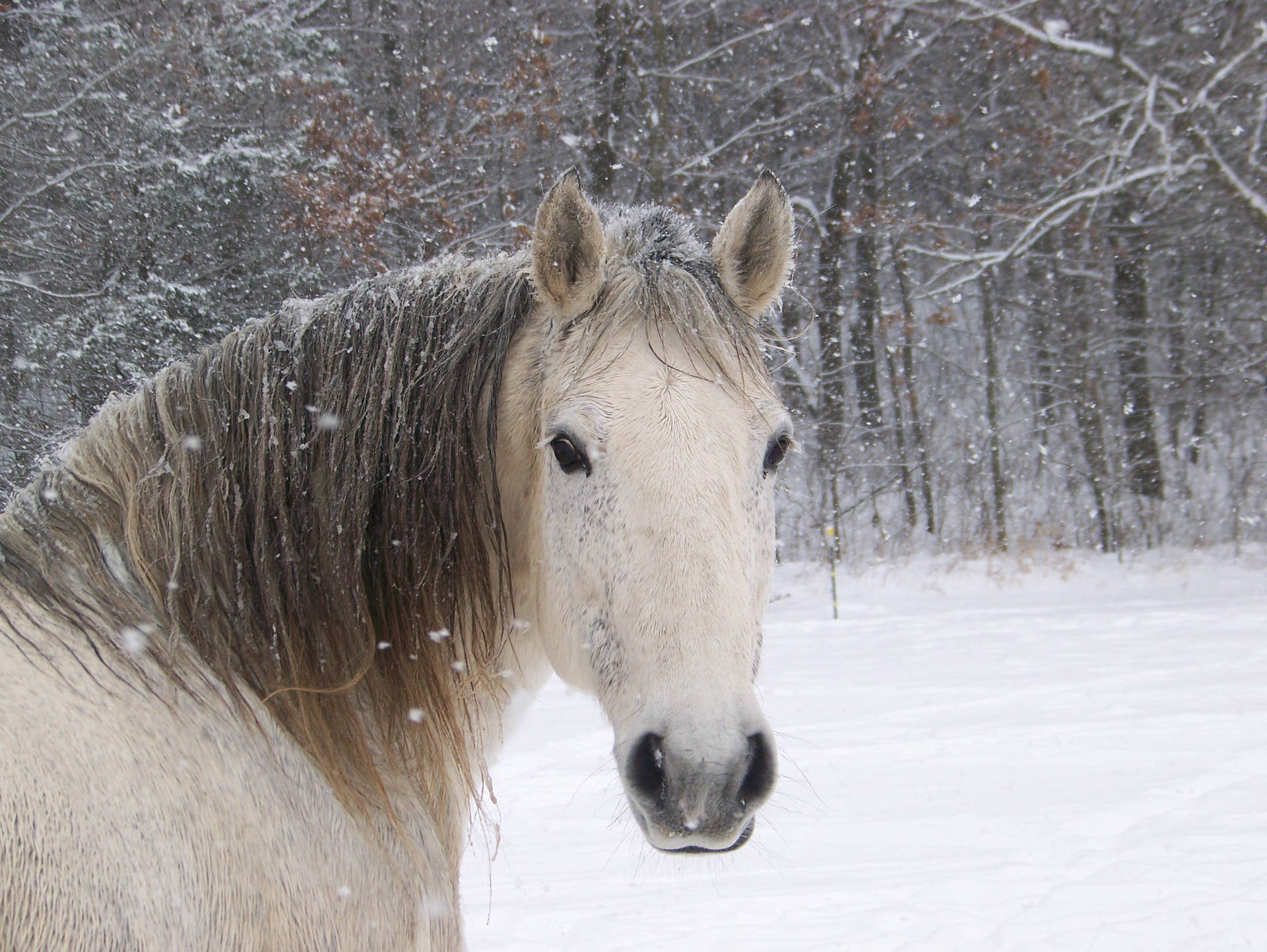 Cute Horse In Snowy Forest Background