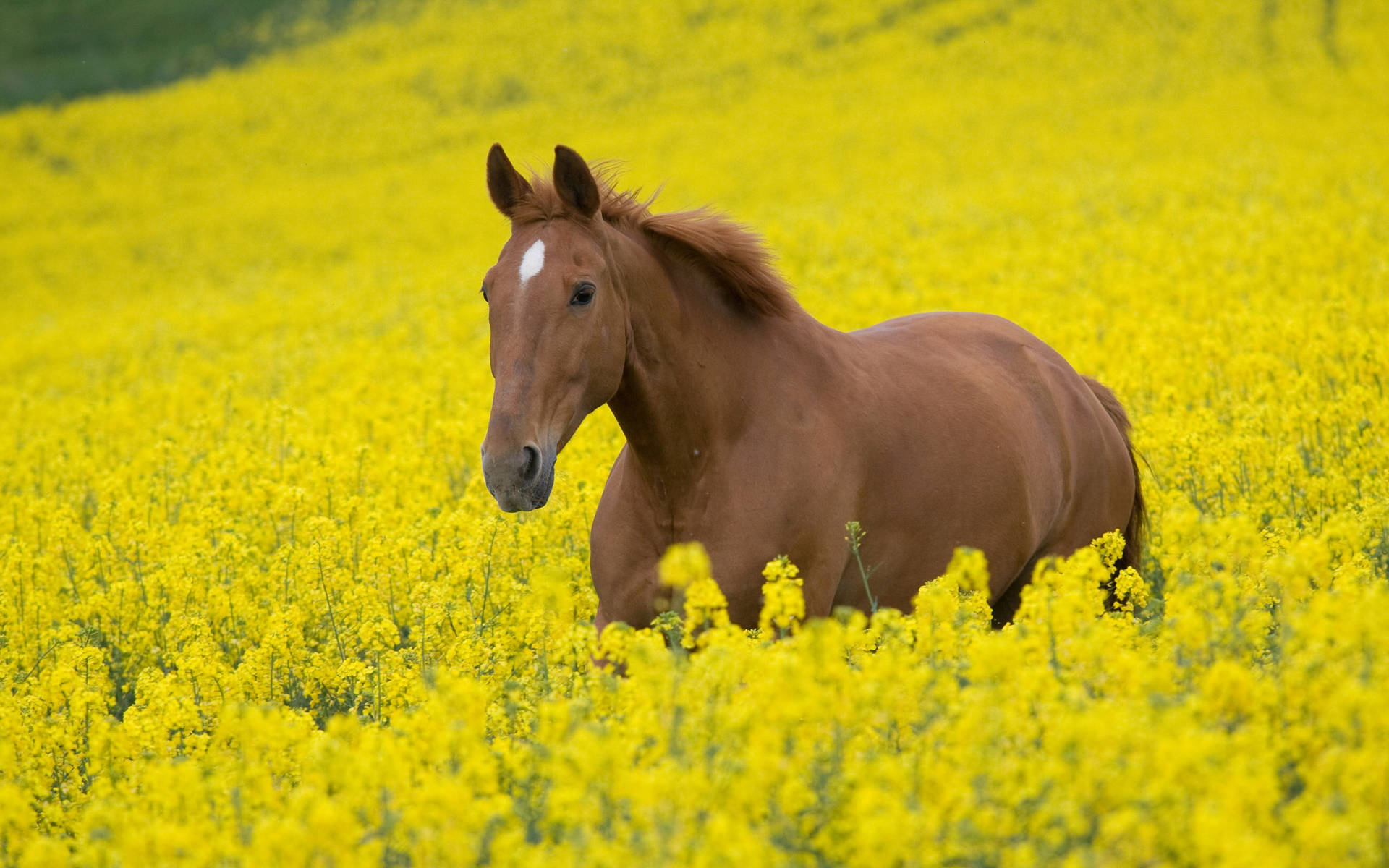 Cute Horse On Flower Field Background