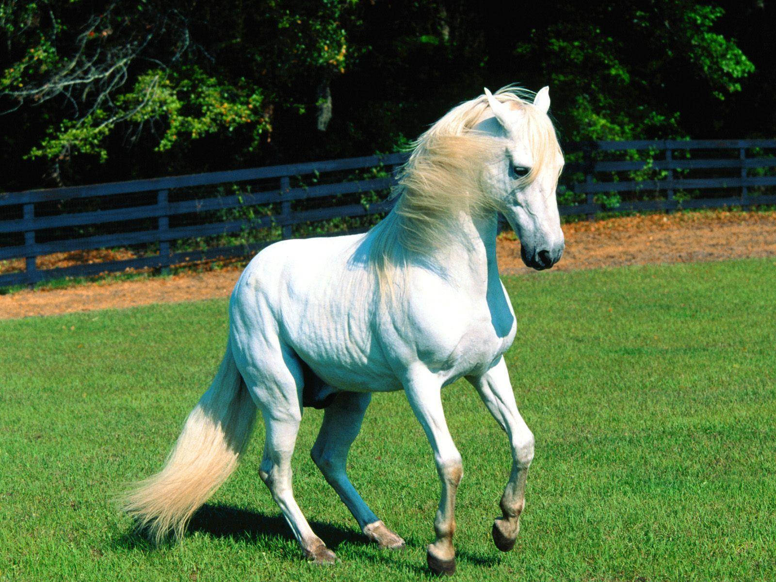 Cute Horse On Green Field