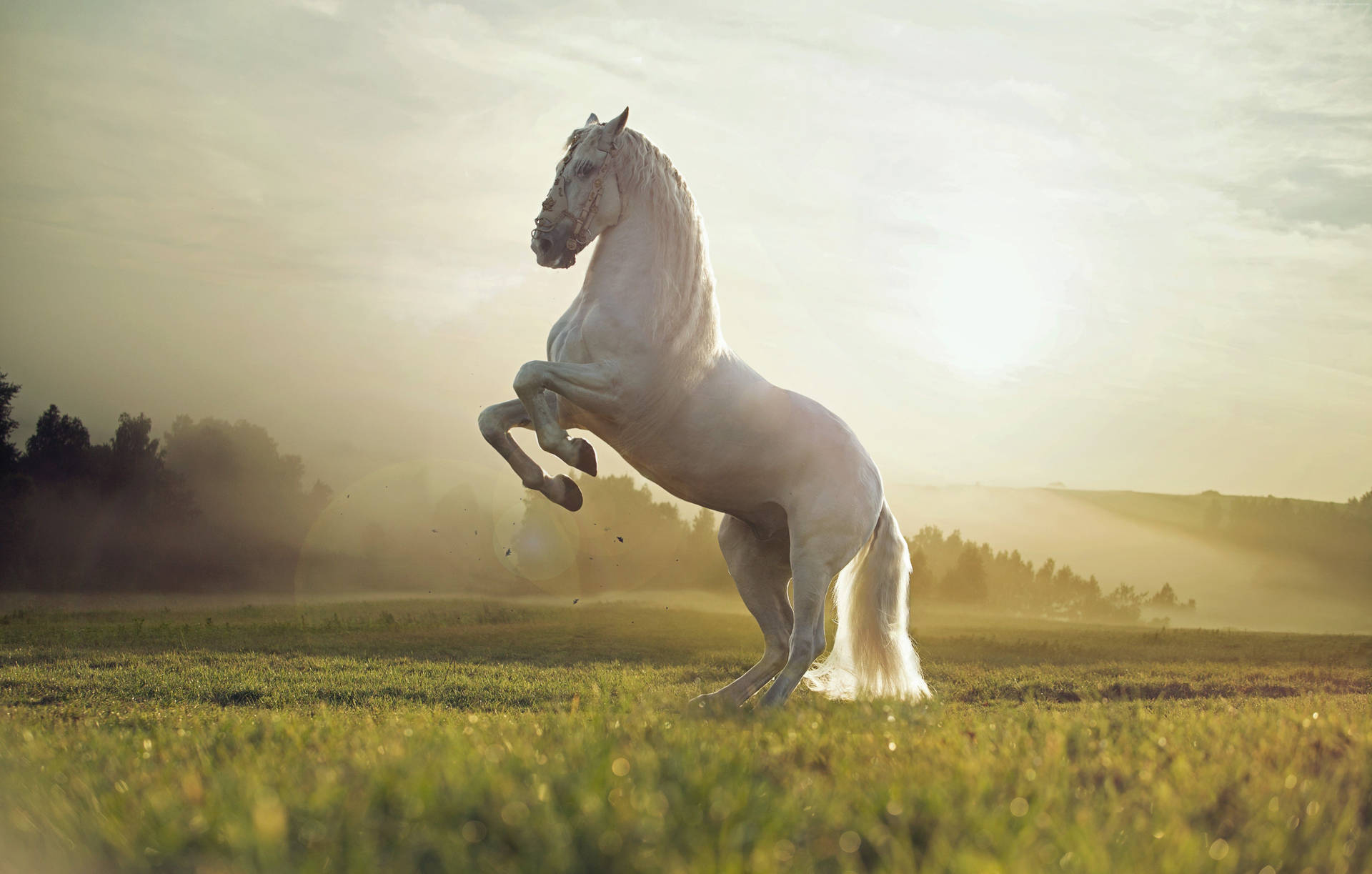 Cute Horse On Majestic Pose Background
