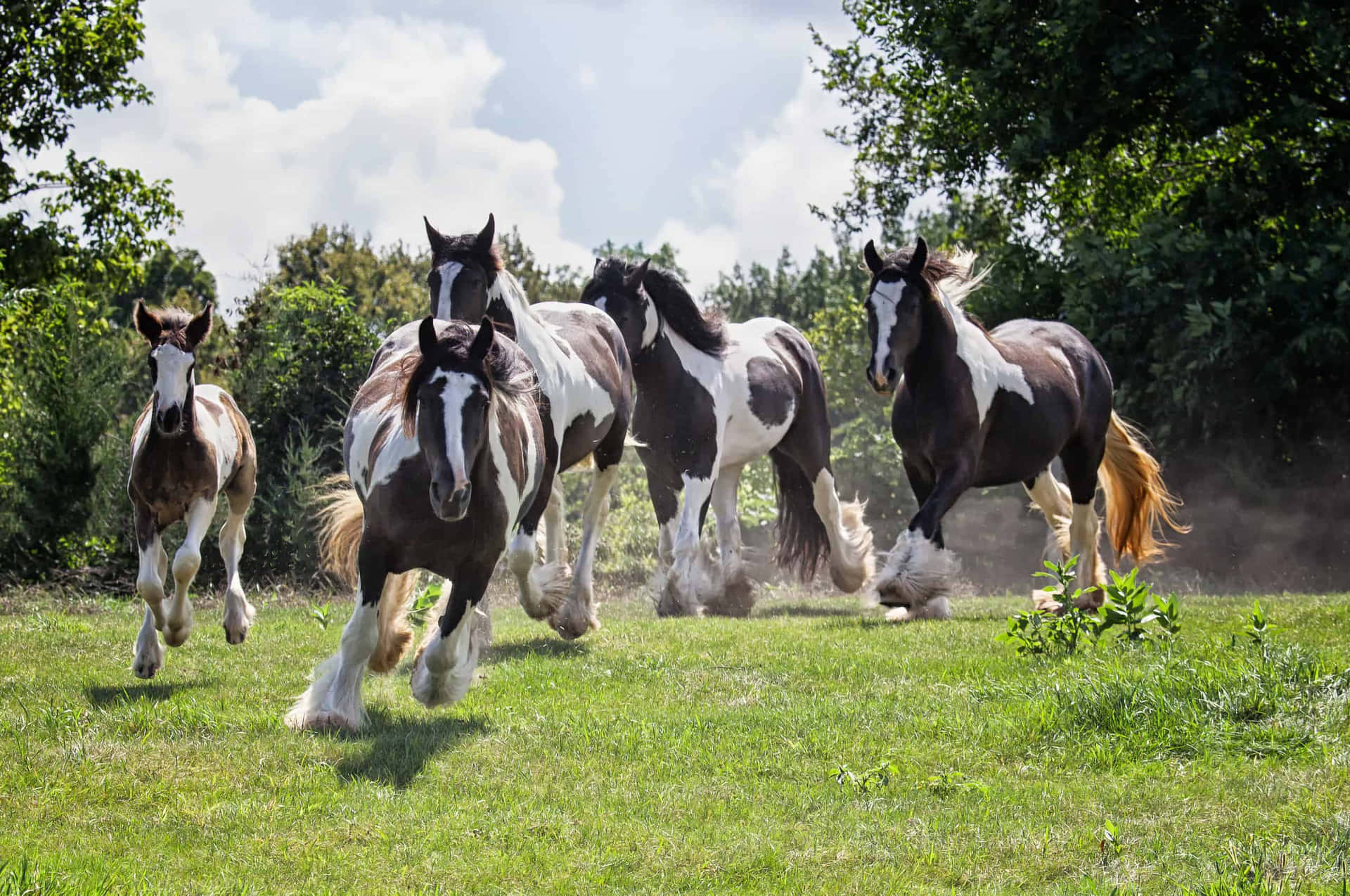 Download A Group Of Horses Running In A Field | Wallpapers.com