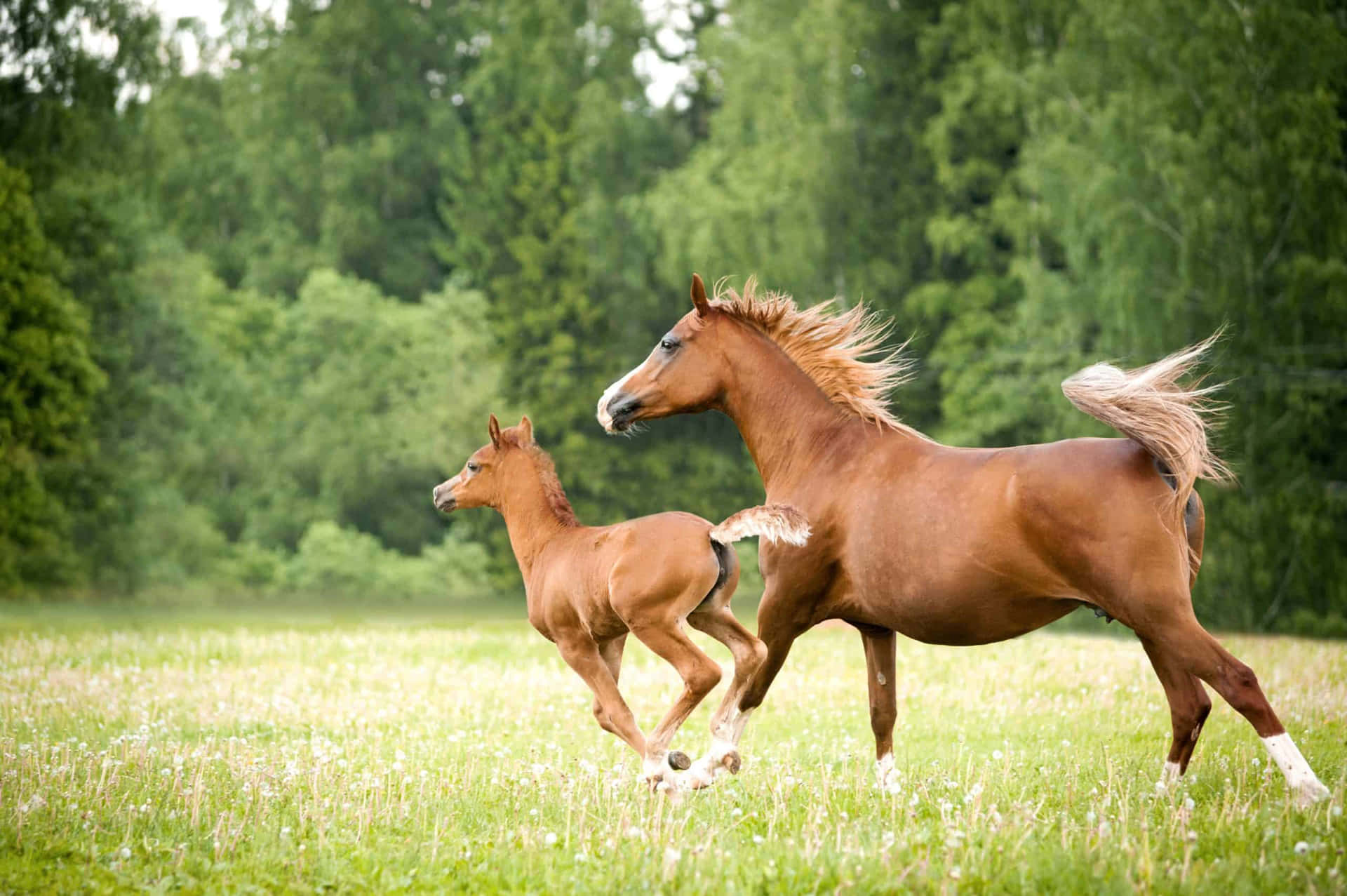 Dennesøde Hest Viser, At Man Kan Se Charmerende Ud, Selv Med Meget Hår!