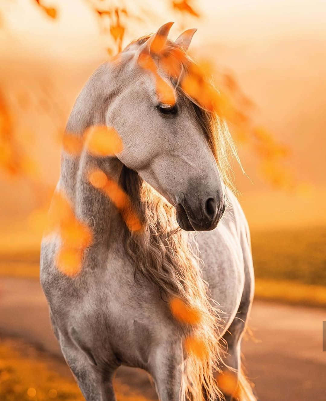 A cute, friendly horse with a beautiful white mane.