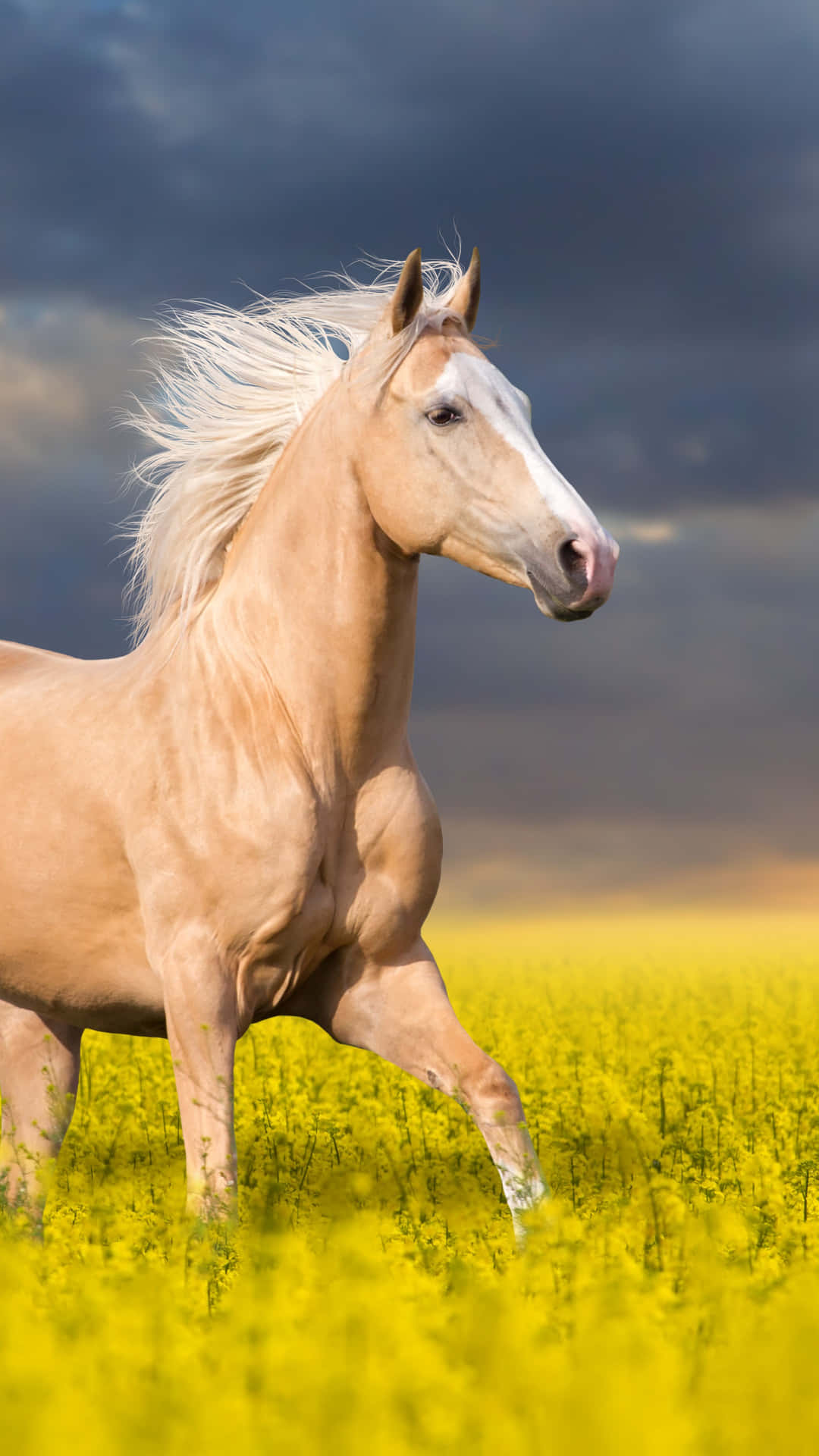 Look at this magnificent Cute Horse!