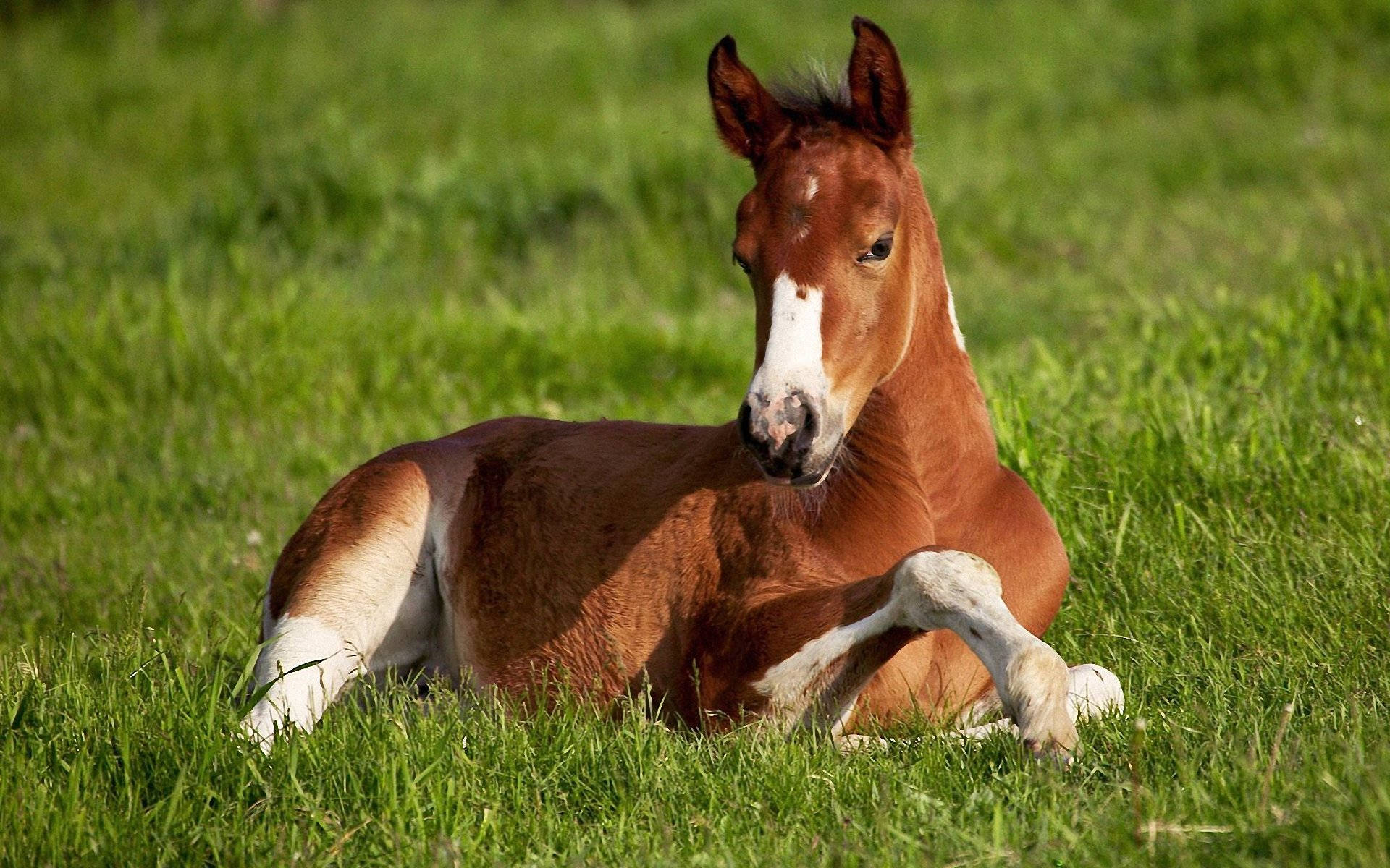 Cute Horse Relaxing On The Grass