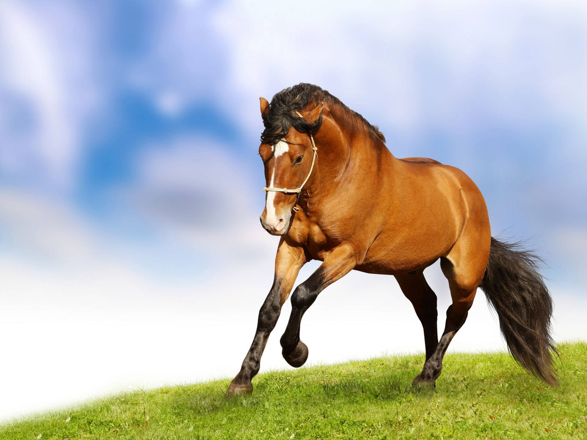 Cute Horse Running On Field Background